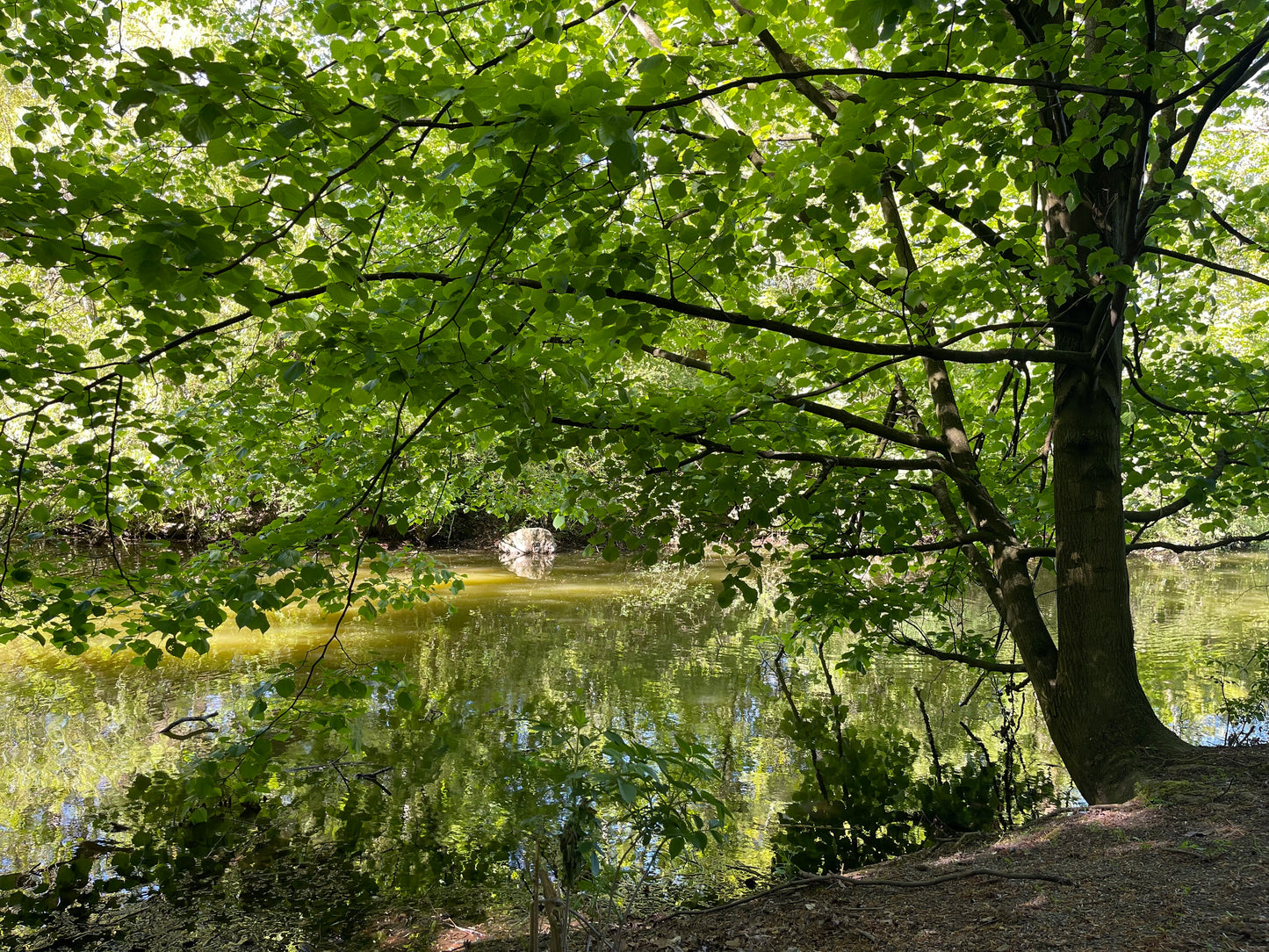 LAKE SIDE